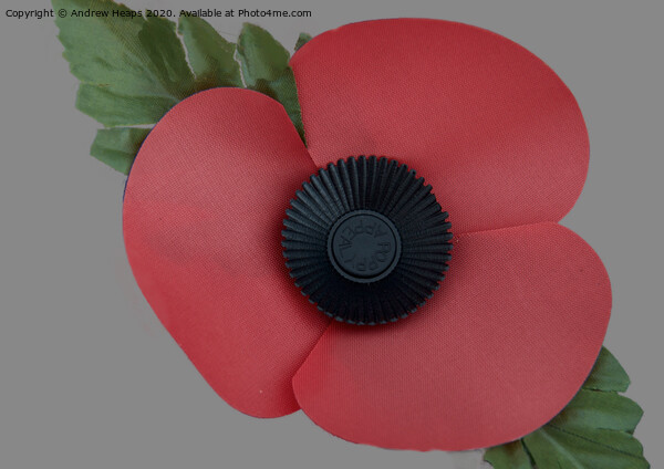 A single poppy a symbol of remembrance .  Picture Board by Andrew Heaps