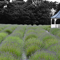 Buy canvas prints of Enchanting Lavender Paradise by Andrew Heaps
