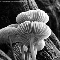 Buy canvas prints of Mystical Underworld of Woodland Fungi by Andrew Heaps