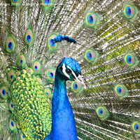 Buy canvas prints of Display of an Exotic Peacock by Andrew Heaps