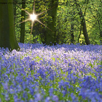 Buy canvas prints of Bluebells woodlands in the evening. by Andrew Heaps