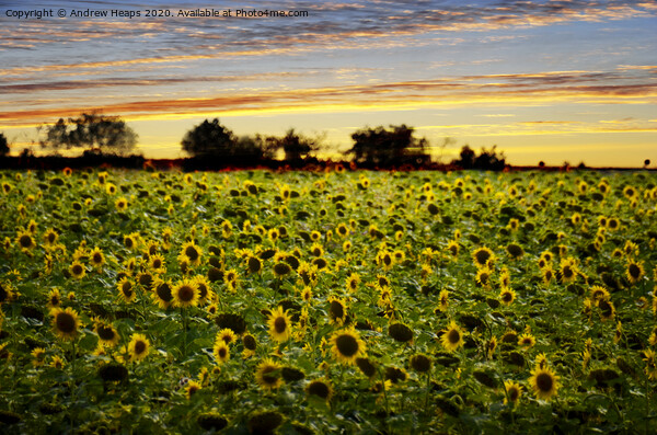 Golden Sunflowers at Dusk Picture Board by Andrew Heaps