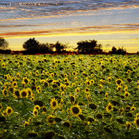 Buy canvas prints of Golden Sunflowers at Dusk by Andrew Heaps