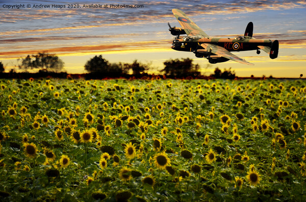 Sunflower field with Lancaster bomber banking over Picture Board by Andrew Heaps