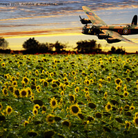 Buy canvas prints of Sunflower field with Lancaster bomber banking over by Andrew Heaps