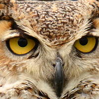 Buy canvas prints of Eagle owl eyes by Andrew Heaps