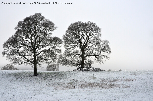 Winter scene with large trees Picture Board by Andrew Heaps