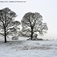 Buy canvas prints of Winter scene with large trees by Andrew Heaps