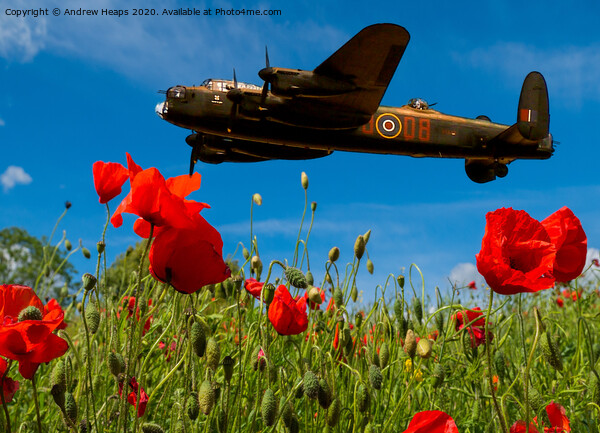 Avro Lancaster bomber poppies Picture Board by Andrew Heaps