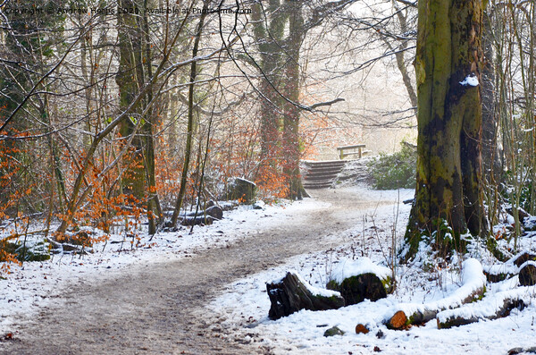 Winter scene at Biddulph Country park Picture Board by Andrew Heaps