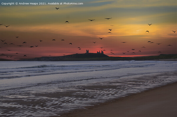 Sunset looking to Dunstanburgh Castle Picture Board by Andrew Heaps