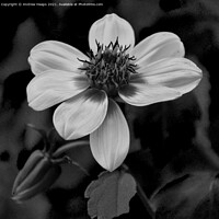 Buy canvas prints of Flower head and petals Monochrome Bloom by Andrew Heaps