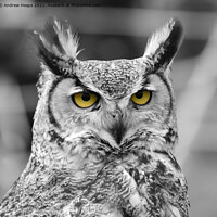 Buy canvas prints of Eagle Owl in black and white  by Andrew Heaps