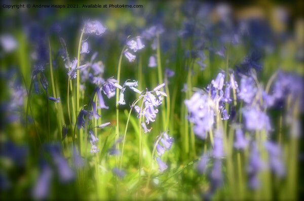 Woodland bluebells Picture Board by Andrew Heaps