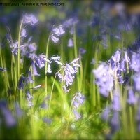 Buy canvas prints of Woodland bluebells by Andrew Heaps