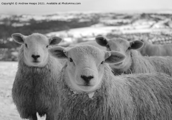 Majestic Sheep on Snowy Field Picture Board by Andrew Heaps