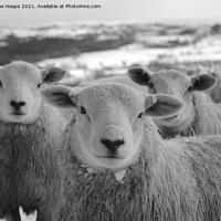 Buy canvas prints of Majestic Sheep on Snowy Field by Andrew Heaps
