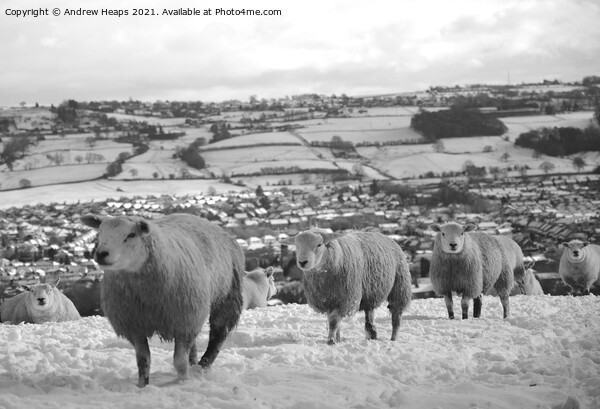 Sheep Grazing on top of a Snowy Fields Picture Board by Andrew Heaps