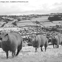 Buy canvas prints of Sheep Grazing on top of a Snowy Fields by Andrew Heaps