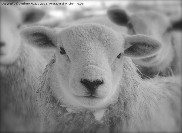 Single sheep in black and white. Picture Board by Andrew Heaps