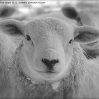 Buy canvas prints of Single sheep in black and white. by Andrew Heaps