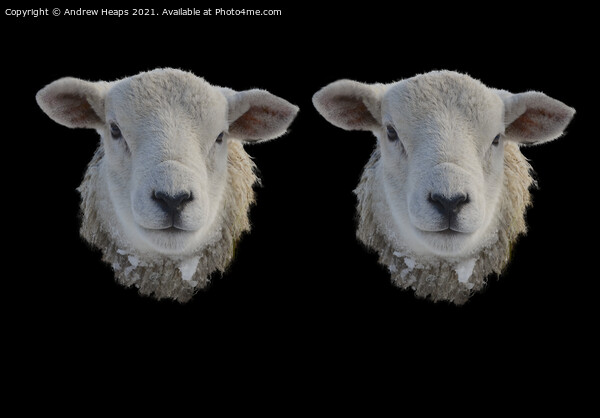 Two Sheep heads  Picture Board by Andrew Heaps