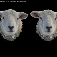 Buy canvas prints of Two Sheep heads  by Andrew Heaps