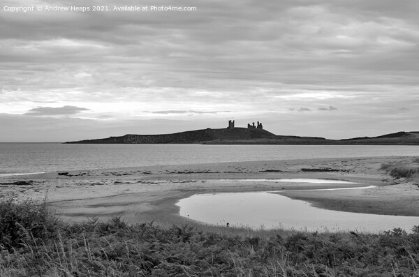 Majestic ruins of Dunstanburgh Castle Picture Board by Andrew Heaps
