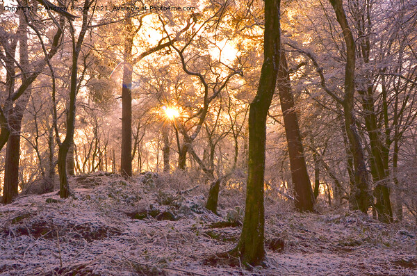 Winter woodland scene sunlight Snowy Woods Picture Board by Andrew Heaps