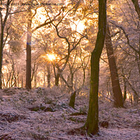 Buy canvas prints of Winter woodland scene sunlight Snowy Woods by Andrew Heaps