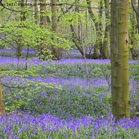 Buy canvas prints of Bluebells in local woodland being Lawton woods. by Andrew Heaps