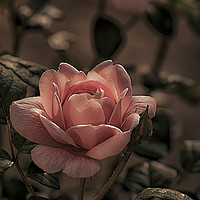 Buy canvas prints of Rose  by Simon Gray
