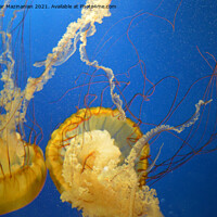 Buy canvas prints of Jelly fish in Vancouver Aquarium, by Ali asghar Mazinanian