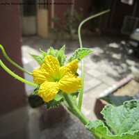 Buy canvas prints of Cucumber flower, by Ali asghar Mazinanian