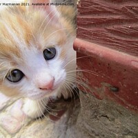 Buy canvas prints of Curious kitty, by Ali asghar Mazinanian