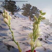 Buy canvas prints of Gladiolus in winter, by Ali asghar Mazinanian