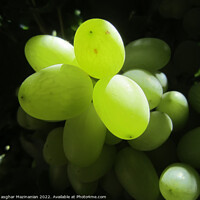 Buy canvas prints of grapes by Ali asghar Mazinanian