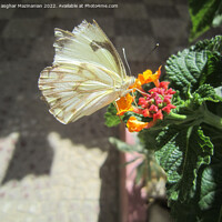 Buy canvas prints of New butterfly shot by Ali asghar Mazinanian