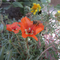 Buy canvas prints of Nectar Quest: Bee's Floral Alighting by Ali asghar Mazinanian