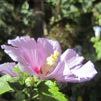 Buy canvas prints of "Pink Hollyhock's Efflorescence: Iran's Botanical  by Ali asghar Mazinanian