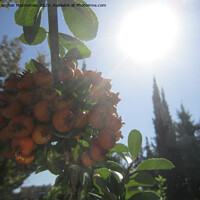 Buy canvas prints of Sunlit Orchard: A Persian Springtime Tale by Ali asghar Mazinanian