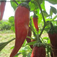 Buy canvas prints of Vibrant Red Pepper: Garden's Crown Jewel by Ali asghar Mazinanian