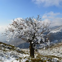 Buy canvas prints of  Decorated with frozen snow, by Ali asghar Mazinanian