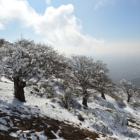 Buy canvas prints of  A raw of trees on mountain, by Ali asghar Mazinanian
