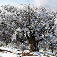 Buy canvas prints of Beautiful iced trees, by Ali asghar Mazinanian