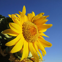 Buy canvas prints of  Sunflower in blue sky, by Ali asghar Mazinanian