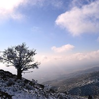 Buy canvas prints of  Iced tree, by Ali asghar Mazinanian