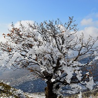 Buy canvas prints of  The glory of iced tree in winter, by Ali asghar Mazinanian