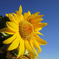 Buy canvas prints of Sunflower in blue sky, by Ali asghar Mazinanian