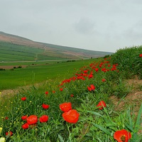 Buy canvas prints of  tulips on wheat farm, by Ali asghar Mazinanian